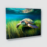 Turtle Sea Swimming Seascape 54