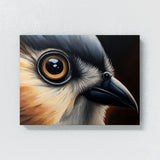Tufted Titmouse Eyes Beak 19