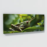 Insect Camouflaged Beauty 76