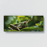 Insect Camouflaged Beauty 76