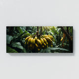 Banana Enigmatic Foliage 78