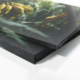 Banana Enigmatic Foliage 78