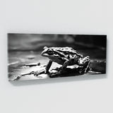 Frog Shadowed Amphibian 100