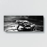 Frog Shadowed Amphibian 100