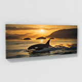 Orca Golden Hour Breach 167
