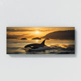 Orca Golden Hour Breach 167