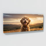 Goldendoodle Golden Doodle Bliss 81