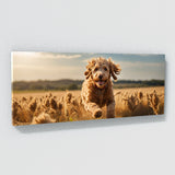 Goldendoodle Joyful Leap 70