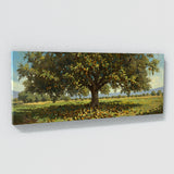 Walnut Harvest Glory 9