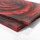 Rose Passionate Closeup 14