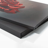 Rose Timeless Elegance 4