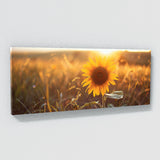 Sunflower Golden Radiance 14