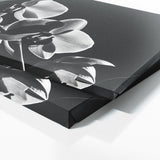 Orchid Eternal Elegance 16