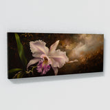 Orchid Grace 1