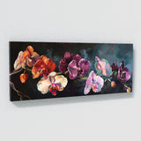 Orchid Timeless Elegance 6