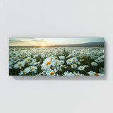 Daisie Daisy Dreamscape 18