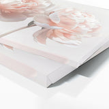 Peonie Blushing 11