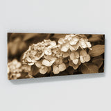 Hydrangea Sepia Nostalgia 17