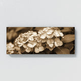 Hydrangea Sepia Nostalgia 17