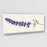 Lavender Elegant Bloom 6