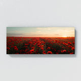 Poppies Dreamy Poppy Vistas 12