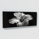 Hibiscu Noir Bloom 18