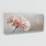 Carnation Delicate Dream 39