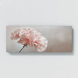 Carnation Delicate Dream 39