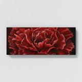 Carnation Grace 7
