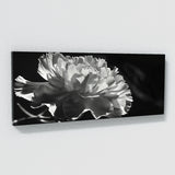 Carnation Petal Shadows Drama 32