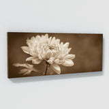 Chrysanthemum Sepia Elegance 28
