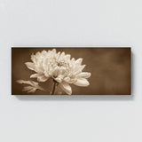 Chrysanthemum Sepia Elegance 28