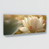 Lotus Petal Symphony 12