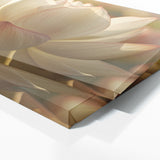 Lotus Petal Symphony 12