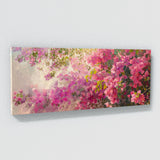 Bougainvillea Brilliance 8