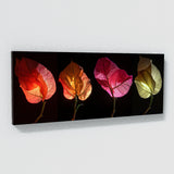 Bougainvillea Enigmatic Floral 18