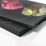 Bougainvillea Enigmatic Floral 18