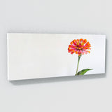 Zinnia Radiant Bloom 13