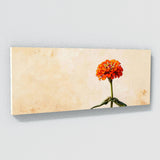 Zinnia Stylized Minimalism 30