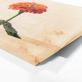 Zinnia Stylized Minimalism 30