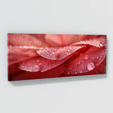Camellia Dewkissed Elegance 16