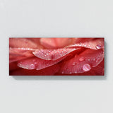 Camellia Dewkissed Elegance 16