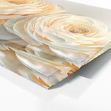 Ranunculus Petal Serenity 7