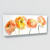 Ranunculus Petaled Serenity 8