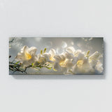 Freesia Dreamscape 31