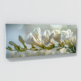 Freesia Focused Glory 25