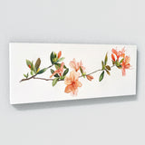 Azalea Grace 9