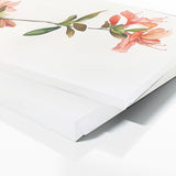 Azalea Grace 9