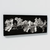 Azalea Monochrome Elegance 19