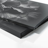 Begonia Monochrome Elegance 12